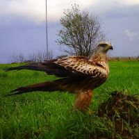 Stor rovfugl i naturen