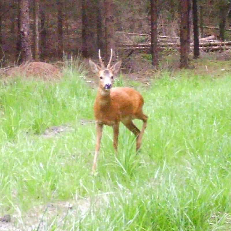 Råbuk i en plantage