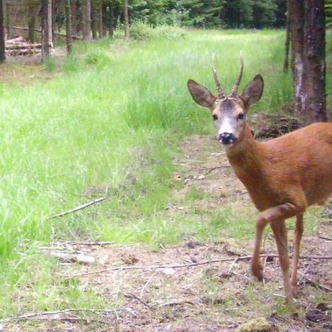 Råbuk i en plantage