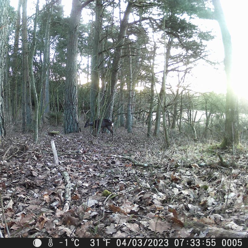 Vildtkamera TX-160 - 20MP - 110 gr. vidvinkel