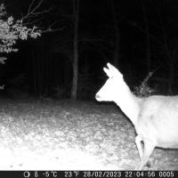 Vildtkamera TX-160 - 20MP - 110 gr. vidvinkel