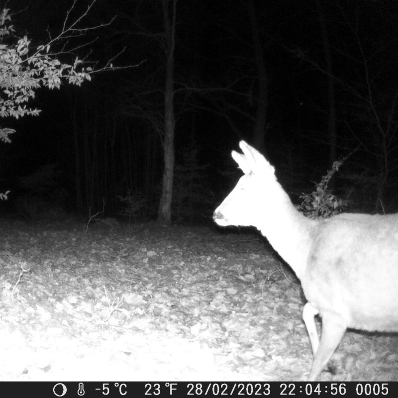 Vildtkamera TX-160 - 20MP - 110 gr. vidvinkel