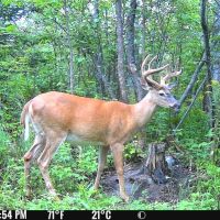 Spypoint Flex E-36 4G vildtkamera 36 MP inkl. SIM-kort