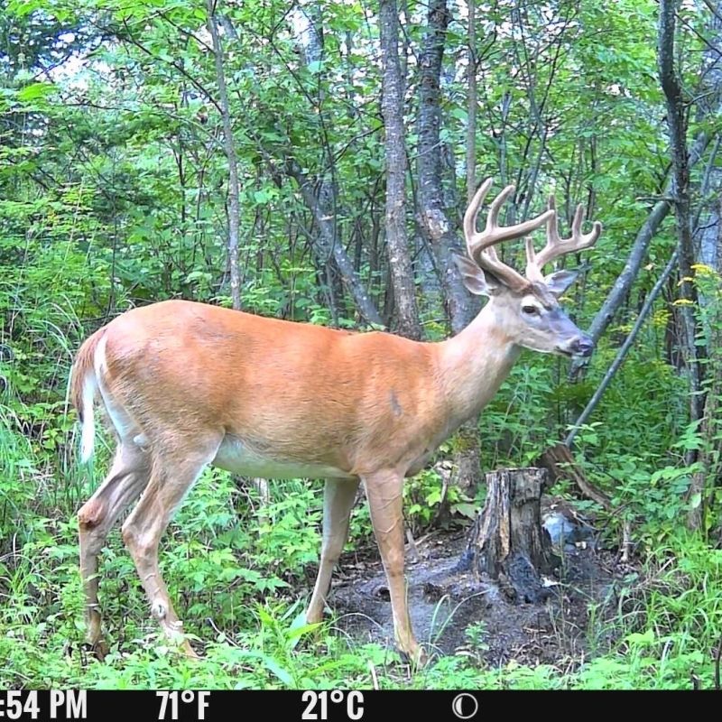 Spypoint Flex E-36 4G vildtkamera 36 MP inkl. SIM-kort