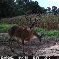 Spypoint Flex E-36 4G vildtkamera 36 MP inkl. SIM-kort