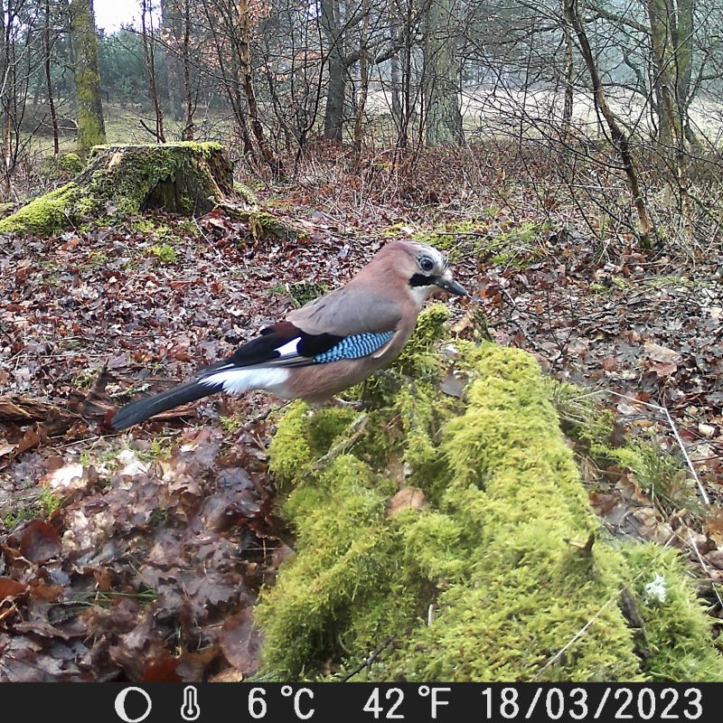 Vildtkamera TX-160 - 20MP - 110 gr. vidvinkel