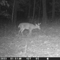 Spypoint LM2 4G vildtkamera med SIM-kort