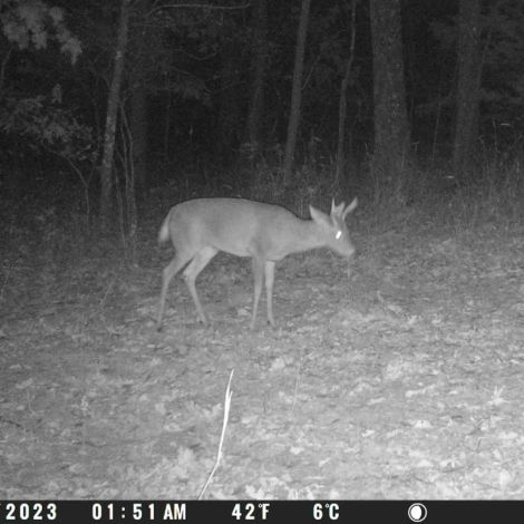 Spypoint LM2 4G vildtkamera med SIM-kort