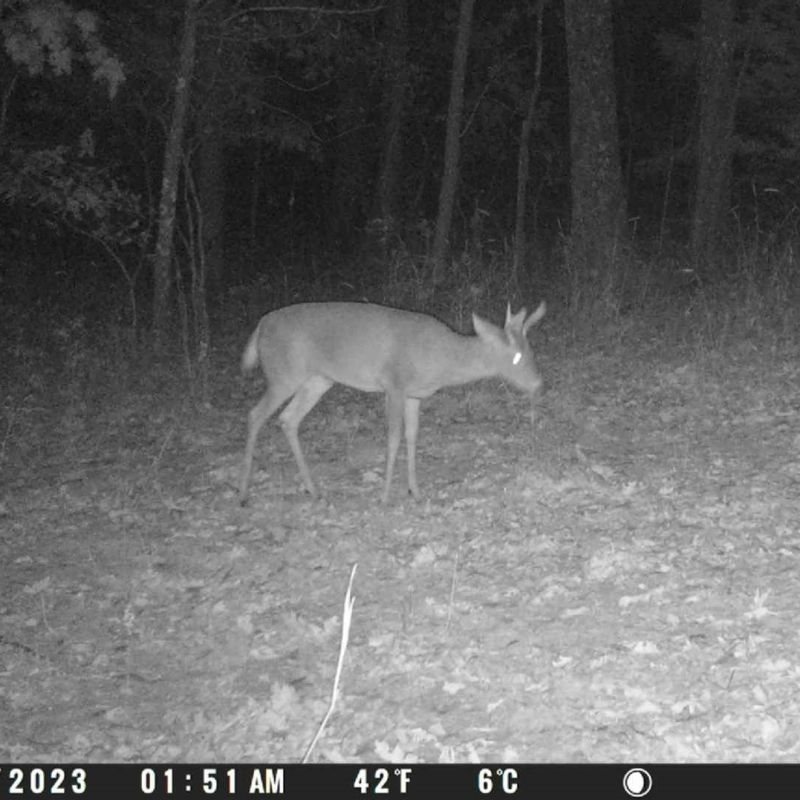 Spypoint LM2 4G vildtkamera med SIM-kort