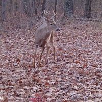 Spypoint LM2 4G vildtkamera med SIM-kort