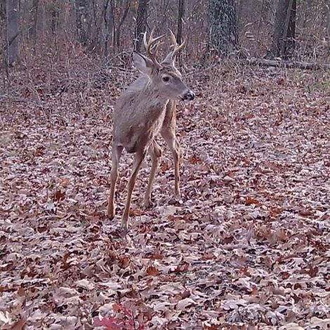 Spypoint LM2 4G vildtkamera med SIM-kort