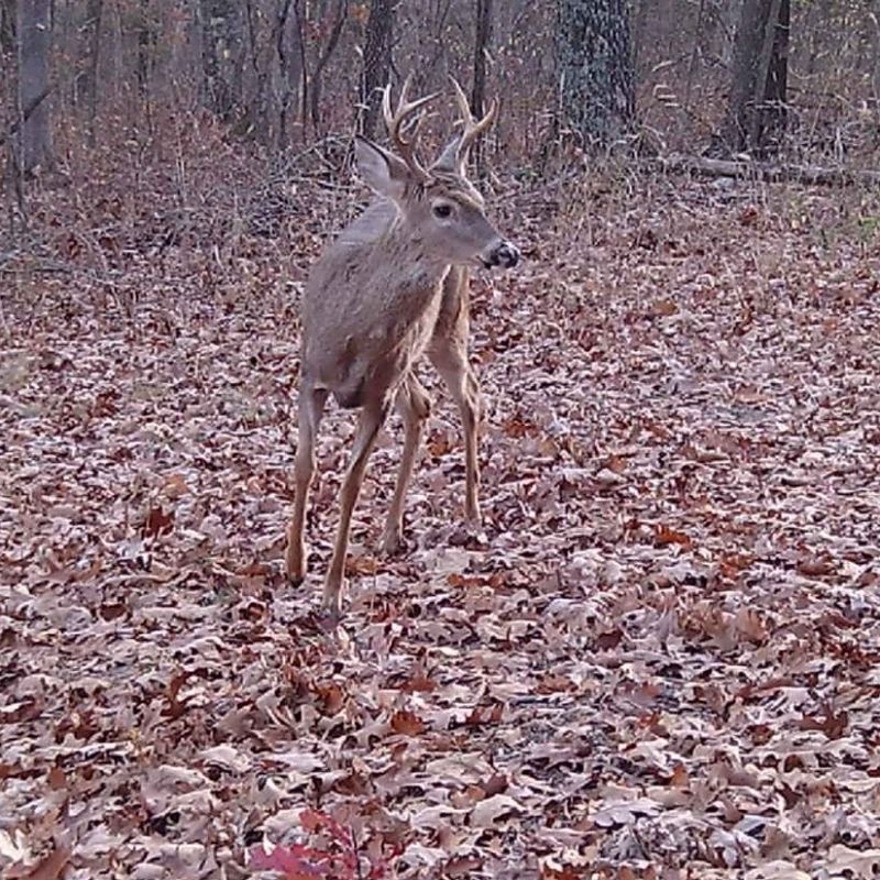 Spypoint LM2 4G vildtkamera med SIM-kort