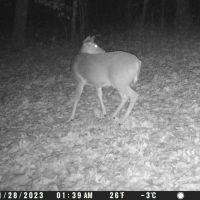 Spypoint LM2 4G vildtkamera med SIM-kort