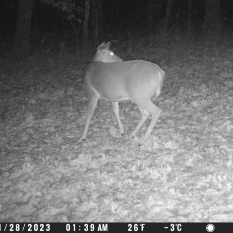 Spypoint LM2 4G vildtkamera med SIM-kort