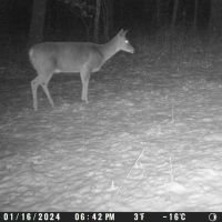 Spypoint LM2 4G vildtkamera med SIM-kort