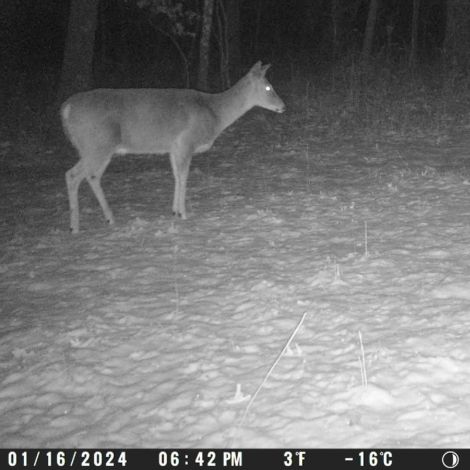 Spypoint LM2 4G vildtkamera med SIM-kort