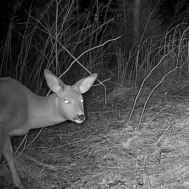 Hikmicro M15 vildtkamera 4G med app inkl. SIM-kort