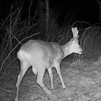 Hikmicro M15 vildtkamera 4G med app inkl. SIM-kort