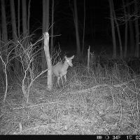 Hikmicro M15 vildtkamera 4G med app inkl. SIM-kort