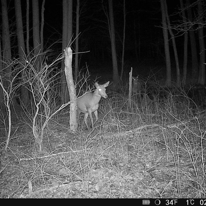 Hikmicro M15 vildtkamera 4G med app inkl. SIM-kort