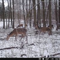 Hikmicro M15 vildtkamera 4G med app inkl. SIM-kort