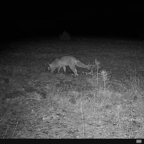 Hikmicro M15 vildtkamera 4G med app inkl. SIM-kort