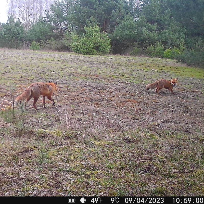 Hikmicro M15 vildtkamera 4G med app inkl. SIM-kort