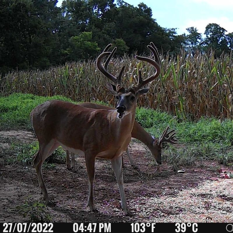 2-pak Spypoint Flex E-36 4G vildtkamera 36 MP inkl. SIM-kort