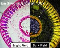 Dino-Lite backlight stage