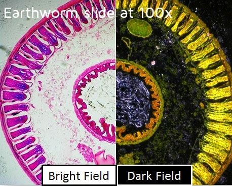 Dino-Lite backlight stage