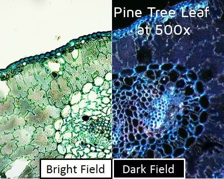 Dino-Lite backlight stage