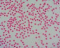 Dino-Lite backlight stage