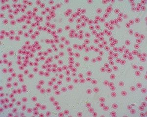 Dino-Lite backlight stage