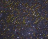 Dino-Lite backlight stage