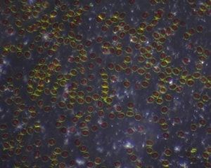 Dino-Lite backlight stage