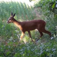 Seissiger S378E Special-Cam LTE 12 MP vildtkamera