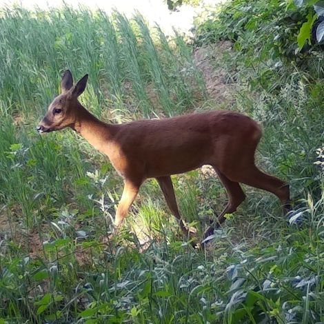 Seissiger S378E Special-Cam LTE 12 MP vildtkamera