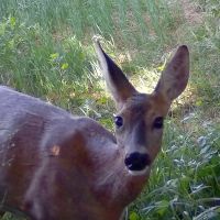 Seissiger S378E Special-Cam LTE 12 MP vildtkamera